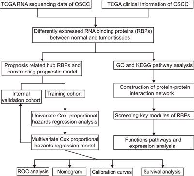 A Novel Prognostic Model for Oral Squamous Cell Carcinoma: The Functions and Prognostic Values of RNA-Binding Proteins